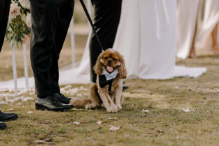 dog-friendly-wedding-venue